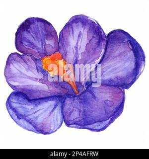 Watercolor hand drawn violet purple crocus flower isolated. Stock Vector