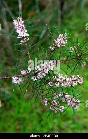 Bushy Needlewood (Hakea Sericea) usually has white flowers, so this pink flowering variety in Blackburn Lake Park was a pleasant surprise. Stock Photo
