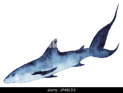 Watercolor sea ocean shark animal wildlife isolated vector. Stock Vector