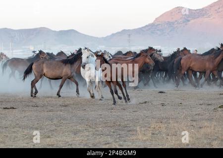 Colt and mare galloping in the meadow Stock Photo