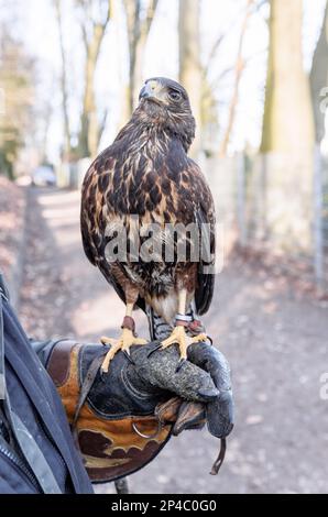 Kellinghusen, Germany. 01st Mar, 2023. The American Desert Buzzard Burkhard sits on the falconer's glove of Herbert Boger after a scaring flight against crows. (to dpa-korr: 'Too many crows in the city - How desert buzzard Burkhard helps to get the problem under control' on 06.03.2023) Credit: Markus Scholz/dpa/Alamy Live News Stock Photo