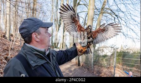 Kellinghusen, Germany. 01st Mar, 2023. The American Desert Buzzard Burkhard returns to falconer Herbert Boger after a scaring flight against crows . (to dpa-korr: 'Too many crows in the city - How desert buzzard Burkhard helps to get the problem under control' on 06.03.2023) Credit: Markus Scholz/dpa/Alamy Live News Stock Photo