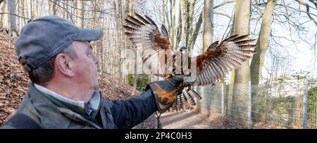 Kellinghusen, Germany. 01st Mar, 2023. The American Desert Buzzard Burkhard returns to falconer Herbert Boger after a scaring flight against crows . (to dpa-korr: 'Too many crows in the city - How desert buzzard Burkhard helps to get the problem under control' on 06.03.2023) Credit: Markus Scholz/dpa/Alamy Live News Stock Photo