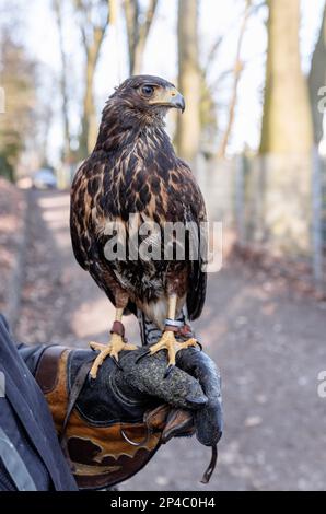 Kellinghusen, Germany. 01st Mar, 2023. The American Desert Buzzard Burkhard sits on the falconer's glove of Herbert Boger after a scaring flight against crows. (to dpa-korr: 'Too many crows in the city - How desert buzzard Burkhard helps to get the problem under control' on 06.03.2023) Credit: Markus Scholz/dpa/Alamy Live News Stock Photo