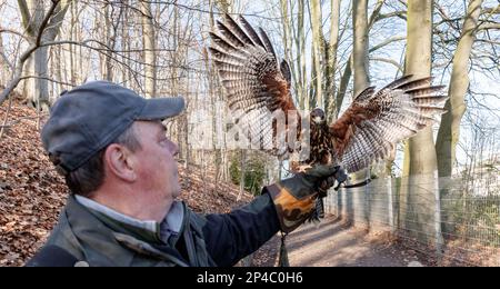 Kellinghusen, Germany. 01st Mar, 2023. The American Desert Buzzard Burkhard returns to falconer Herbert Boger after a scaring flight against crows . (to dpa-korr: 'Too many crows in the city - How desert buzzard Burkhard helps to get the problem under control' on 06.03.2023) Credit: Markus Scholz/dpa/Alamy Live News Stock Photo