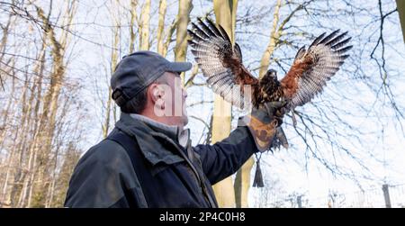 Kellinghusen, Germany. 01st Mar, 2023. The American Desert Buzzard Burkhard returns to falconer Herbert Boger after a scaring flight against crows . (to dpa-korr: 'Too many crows in the city - How desert buzzard Burkhard helps to get the problem under control' on 06.03.2023) Credit: Markus Scholz/dpa/Alamy Live News Stock Photo