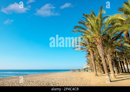 Palm grove on the beach in Torremolinos. Costa del Sol, Andalusia, Spain Stock Photo