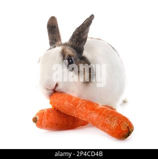 rex rabbit in front of white background Stock Photo