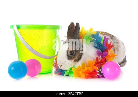 rex rabbit in front of white background Stock Photo