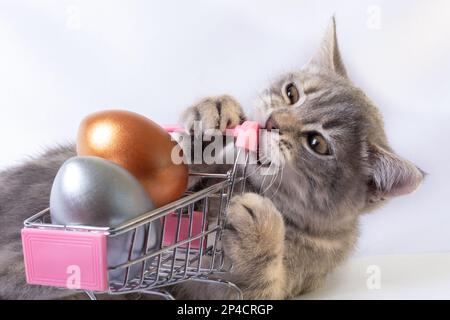 An emotional kitten biting a cart with painted Easter eggs. Easter sale. A holiday for pets. Easter Egg Hunter. Stock Photo