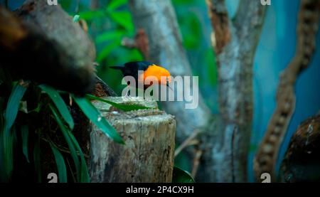 Scarlet-headed Blackbird, Amblyramphus holosericeus, black bird with orange red head in the tropic jungle forest, the best photo Stock Photo