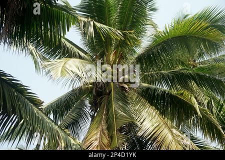 pile of young coconuts on coconut tree Stock Photo
