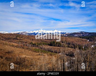 Trees and snow covered earth scorched by the Caldor Fire on Emigrant Pass in the Sierra Nevada Mountains near Lake Tahoe, Northern California Stock Photo