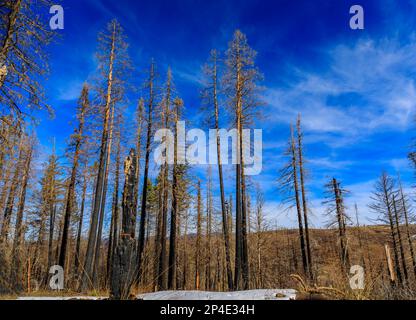 Trees and snow covered earth scorched by the Caldor Fire on Emigrant Pass in the Sierra Nevada Mountains near Lake Tahoe, Northern California Stock Photo
