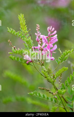 Indigofera heterantha,  Himalayan indigo, Indigofera gerardiana, deciduous shrub, with  rosy-purple flowers  in racemes Stock Photo