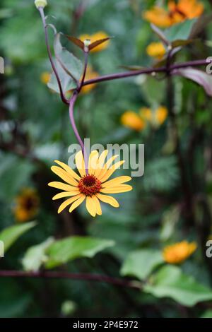 Heliopsis helianthoides scabra Summer Nights, false sunflower Summer Nights, perennial with yellow flowers, orange red centre Stock Photo