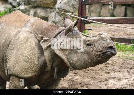 White rhinoceros in zoo without its horn Stock Photo