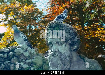 Feral pigeon on the head of antique style stone statue of bearded man in public park Stock Photo
