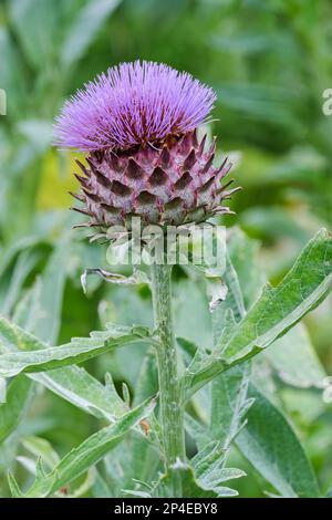 Cardoon, Cynara cardunculus, artichoke thistle, purple, thistle-like flowers, perennial, Stock Photo