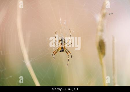 Garden spider hanging in the spider web. Cross spider close-up. Araneus diadematus. Stock Photo