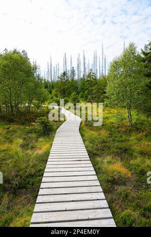 Landscape at the Torfhausmoor in the Harz National Park. Nature at the rain bog near Torfhaus. Stock Photo