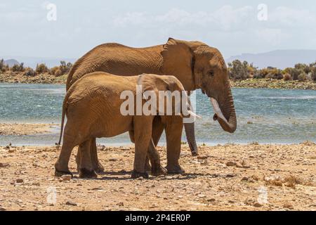 Two elephants walking next to lake Stock Photo