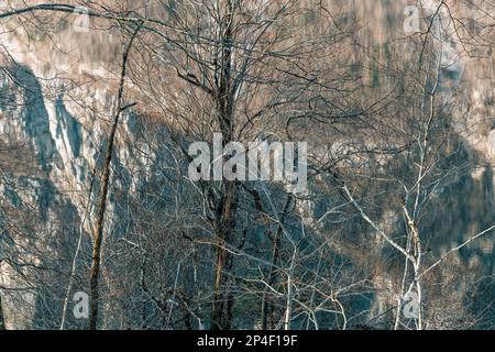 Old dead tree at shore of slovenian Bohinj lake with reflection of mountain on water surface Stock Photo