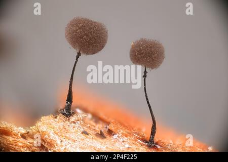 Lamproderma arcyrionema, also known as Collaria arcyrionema, slime mold from Finland, microscope image of sporangia Stock Photo