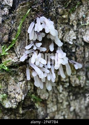 Stemonitopsis typhina, also called Comatricha typhoides, a slime mold from Finland, no common English name Stock Photo