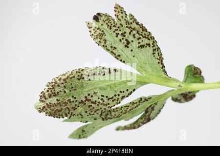 Tranzschelia anemones, a rust fungus infecting leaves of wood anemone, no common English name Stock Photo