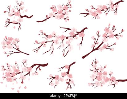 Cherry blossom branches. Japanese blooming trees, sakura flowers spring decor vector illustration set Stock Vector