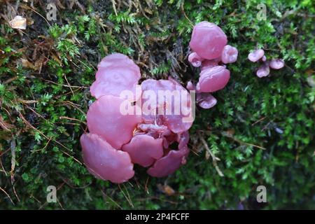 Ascocoryne sarcoides, known as the jelly drop or the purple jellydisc fungus, wild funmgus from Finland Stock Photo