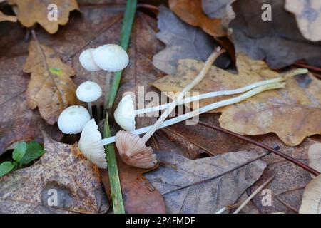 Mycena epipterygia, known as yellowleg bonnet, wild mushroom from Finland Stock Photo