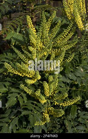 Mahonia, Mahonia x media, winter sun, yellow flowers on spiny flowering garden shrub in autumn, Berkshire, England, United Kingdom Stock Photo