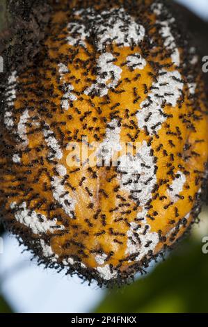 Black Cocoa (Theobroma cacao) Ant (Dolichoderus thoracicus) adult workers, group guarding and tending Mealybugs (Pseudococcidae sp.) on Cocoa pod Stock Photo