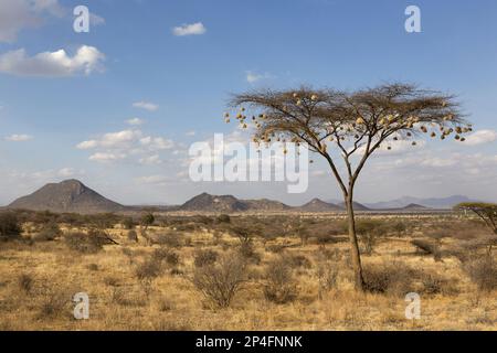 View of weaver's nests hanging from acacia trees in semi-desert dry savannahs, Samburu National Reserve, Kenya Stock Photo