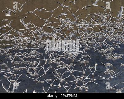 Black-headed gulls Stock Photo