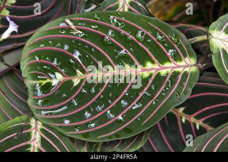 Maranta leuconeura erythroneura or prayer plant Stock Photo