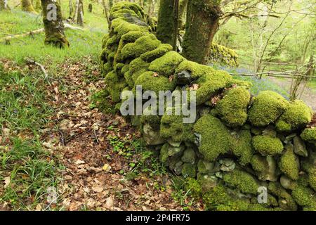 Moss covered drystone wall in ancient woodland habitat, Wood of Cree RSPB Reserve, Dumfries and Galloway, Scotland, United Kingdom Stock Photo