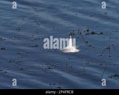 White feather Stock Photo