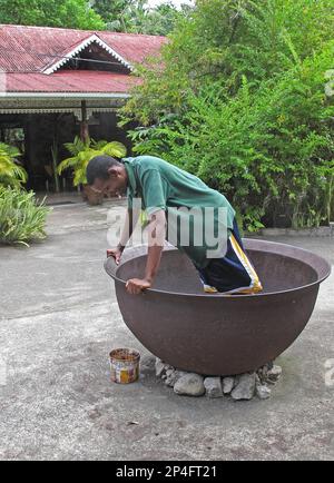 Cocoa tree (Theobroma cacao) harvest, beans in large bowl covered in cocoa dance by worker, Fond Doux Plantation, St Lucia, Windward Islands, Lesser Stock Photo