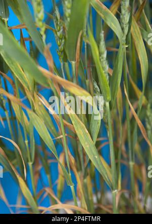 Bread wheat Triticum aestivum leaf sction photomicrograph brightfield ...