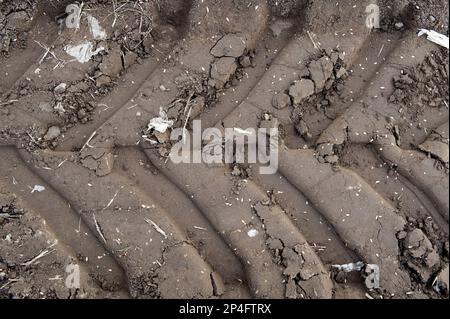 Tractor tyre tracks in soft soil, England, United Kingdom Stock Photo