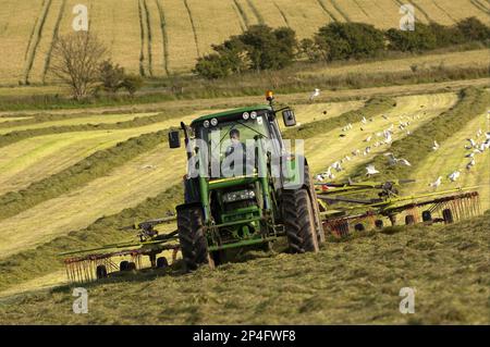 John Deere tractor with tedder, rowing up grass in preparation for silage making, near Stranraer, Dumfries and Galloway, Scotland, United Kingdom Stock Photo