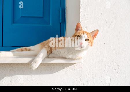 Cyprus, Ayia Napa, greek orthodox church (Ayioi Anargiroi) with cat, common in Cyprus. Stock Photo