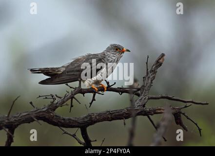 African Cuckoo (Cuculus gularis) adult male, with wet plumage after heavy rainfall, perched on branch, Kruger N. P. Great Limpopo Transfrontier Park Stock Photo