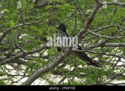 Levaillant's Cuckoo (Clamator levaillantii) adult, perched on branch, Kruger N. P. Great Limpopo Transfrontier Park, South Africa Stock Photo