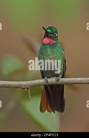 Brazilian brazilian ruby (Clytolaema rubricauda), adult male, sitting on a branch, Atlantic rainforest, Brazil Stock Photo