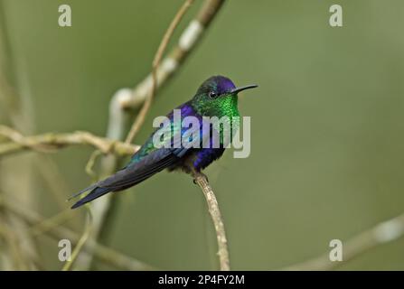 Violet-crowned Woodnymph (Thalurania colombica venusta) adult male, perched on twig, Cerro Azul, Panama Stock Photo