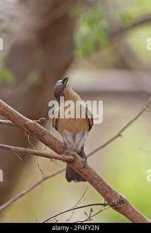 Northern Puffback (Dryoscopus gambensis gambensis) adult female, foraging in tree, Mole N. P. Ghana Stock Photo